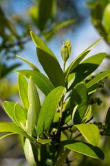 Macro, closeup Olive leaves brunch, close up. Olive tree garden abstract background. Greece, Mediterranean nature, backdrop.