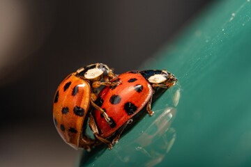 Macro photograph of two ladybugs mating. bug insects mating on green flower in lush summer garden. closeup.