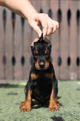 Doberman puppy with natural ears. The hand holds the puppy's ears.