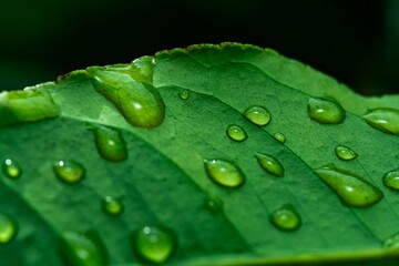 Close up macro rain drops on green leaf, water and water and nature background concept. photo green texture leaves design material.