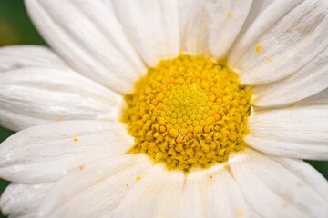 Obraz premium White Aster (Tribe Astereae) Garden daisies bloom in the summer garden. Macro summer. Chamomile flowers in sunlight close-up. Field daisies as flowers background with copy space