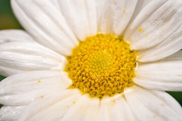 White Aster (Tribe Astereae) Garden daisies bloom in the summer garden. Macro summer. Chamomile flowers in sunlight close-up. Field daisies as flowers background with copy space