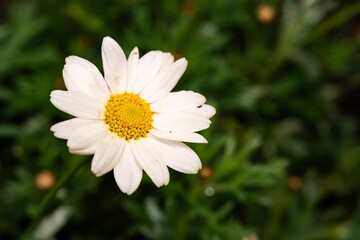 White Aster (Tribe Astereae) Garden daisies bloom in the summer garden. Macro summer. Chamomile flowers in sunlight close-up. Field daisies as flowers background with copy space