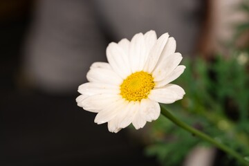 Fototapeta premium White Aster (Tribe Astereae) Garden daisies bloom in the summer garden. Macro summer. Chamomile flowers in sunlight close-up. Field daisies as flowers background with copy space