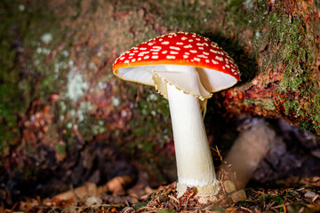 Poisonous red fly agaric Amanita muscaria, a hallucinogenic mushroom growing in the forest.