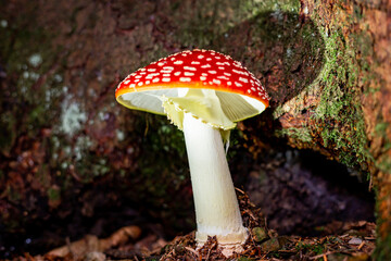 Poisonous red fly agaric Amanita muscaria, a hallucinogenic mushroom growing in the forest.