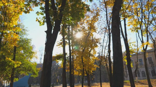 View on beautiful autumn park with fallen yellow leaves around. Scenic landscape with bright sunlight at background. Sunny day in urban park. Colorful fall season. Slow motion Dolly shot
