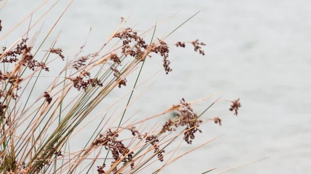 Birds Near Juncus Effusus in Melbourne