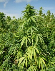 Fototapeta premium Cannabis- (oder Hanf- oder Marihuana-) Plantage im Freien.