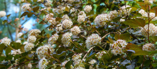 Many white flowers of Ninebark shrub or Physocarpus Opulifolius Diabolo with purple leaves on dark blurred background. Selective focus. Flower landscape, fresh wallpaper, nature background concept