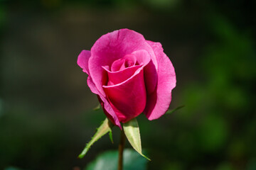 Fototapeta premium Beautiful pink Shocking Blue rose (KORblue) in natural sunlight on evergreen background. Purple floribunda rose against nature background.