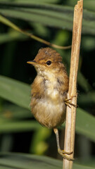 Ganz junger Rohrsänger im Schilf