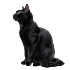 A black cat is sitting on a white background