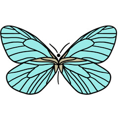 나비