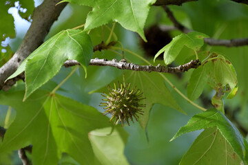 アメリカフウとも呼ばれるモミジバフウの未成熟な果実
