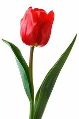 Fototapeta premium Tulip Flower. Beautiful Red Tulip in Spring Isolated on White Background