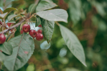 Wild apple tree with ripe fruits, selective focus on apples, idea for background