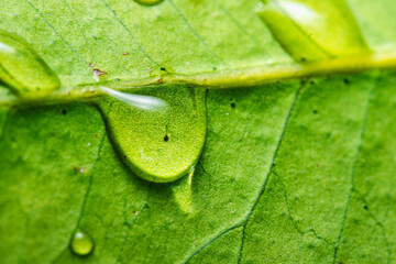 Background wallpaper close up macro rain drops on green leaf, water and water and nature background concept. photo green texture leaves design material.