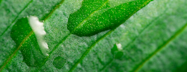 Background wallpaper close up macro rain drops on green leaf, water and water and nature background concept. photo green texture leaves design material.