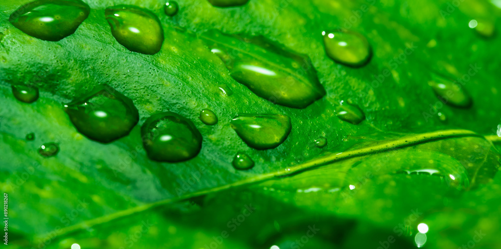 Wall mural Background wallpaper close up macro rain drops on green leaf, water and water and nature background concept. photo green texture leaves design material.