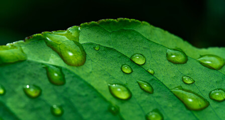 Background wallpaper close up macro rain drops on green leaf, water and water and nature background concept. photo green texture leaves design material.