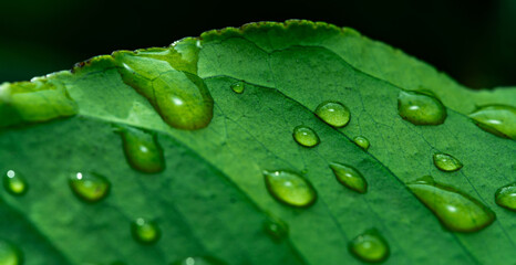 Background wallpaper close up macro rain drops on green leaf, water and water and nature background concept. photo green texture leaves design material.