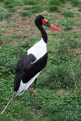 Saddle-billed stork in the nature