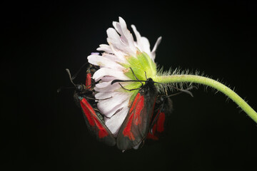 Zygaena purpuralis sitting on flowering plant with black background, red and black owlet moth