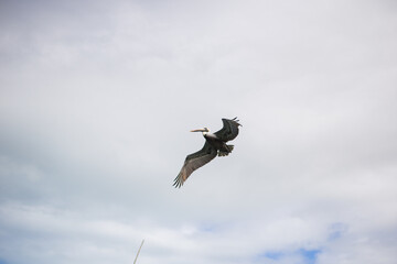 coastal seabirds pelicans flying over sandy shore island bay over moored fisherman's boats of gulf of Mexico