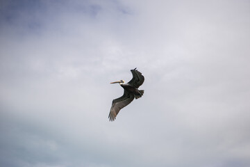coastal seabirds pelicans flying over sandy shore island bay over moored fisherman's boats of gulf of Mexico