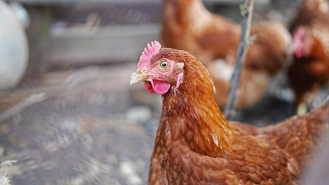 A red hen on a farm. Poultry farming on the farm. Organic products, poultry meat and eggs.