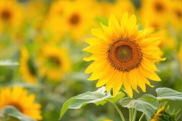 A field of vibrant yellow sunflowers with one flower in focus, highlighting the beauty of nature - Generative ai