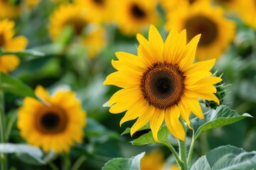 A field of vibrant yellow sunflowers with one flower in focus, highlighting the beauty of nature - Generative ai