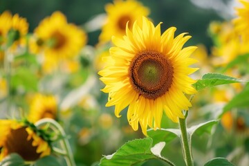 Naklejka premium A field of vibrant yellow sunflowers with one flower in focus, highlighting the beauty of nature - Generative ai