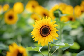Naklejka premium A field of vibrant yellow sunflowers with one flower in focus, highlighting the beauty of nature - Generative ai