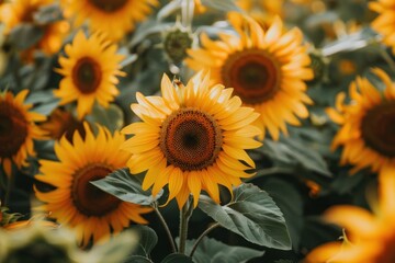 Obraz premium A field of vibrant yellow sunflowers with one flower in focus, highlighting the beauty of nature - Generative ai