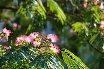 Blühende Seidenakazie