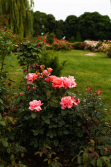 Beautiful peach-orange hybrid tea rose flowers on lush bushes in the garden
