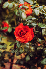 Beautiful red orange hybrid tea rose flower on bush in the garden, floral greeting card concept, close up