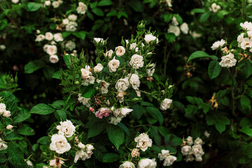 Beautiful branch of white spray rose with small jagged edges flowers look like carnations. Strong healthy bush with bright green leaves, selective focus