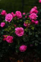 Spectacular flowering of bright pink rose bush in full bloom in the garden. Organic gardening and plants care concept