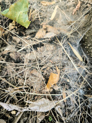 A spider's lair constructed of spider webs.