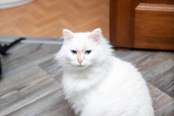 Obraz premium Closeup of a small white Felidae with blue iris and whiskers by the window