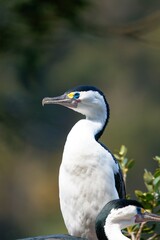 Portrait of a wild Pied Shag in its nest