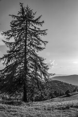 Landscapes - Forest - Europe, Romania, Suceava region