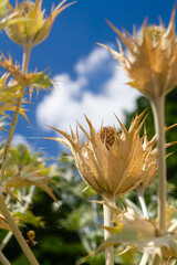 Wooden Signpost in Lush Greenery