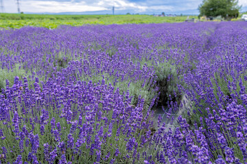 Obraz premium small field of flowering lavender in summer.