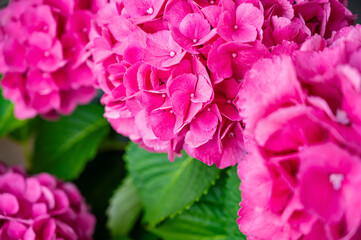 Large-leaved hydrangea. Blooming pink hydrangea