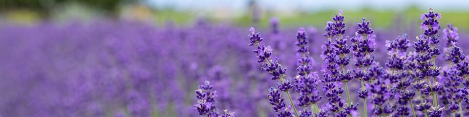 Banner 4x1 Linkedin Tall spike-shaped lavender flowers close-up on the right