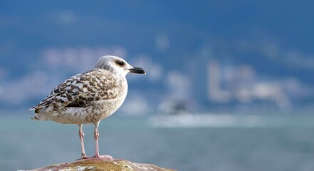 Young Bird Seagull Looking to Sea